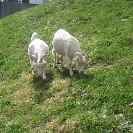 Palüd 19 Apartman